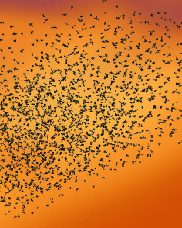 Starlings